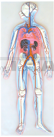 The relief model of circulation system